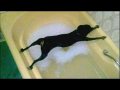 Dogs just do not want to bath - Funny dog bathing compilation